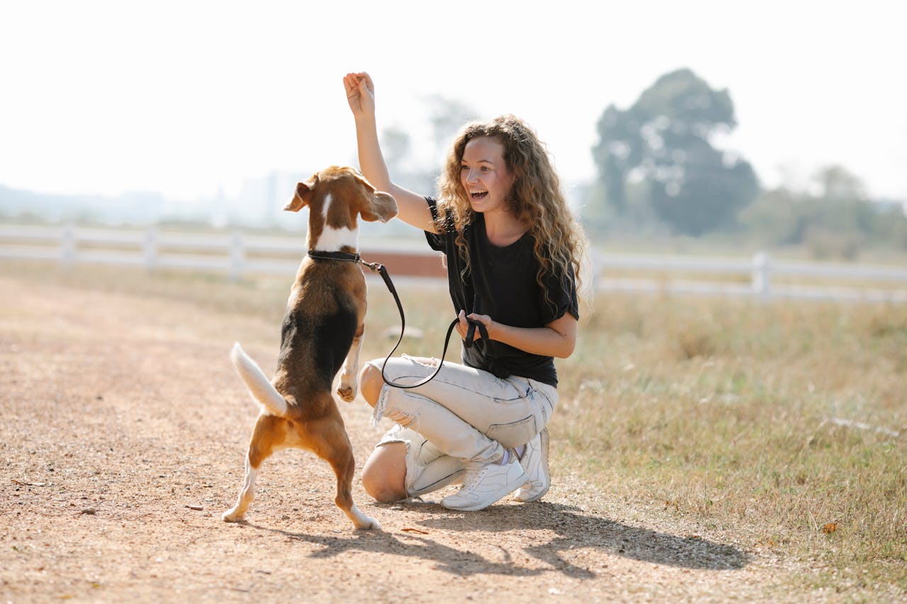 Brain Training Exercises for Dogs: Enhancing Your Pet's Mental Agility