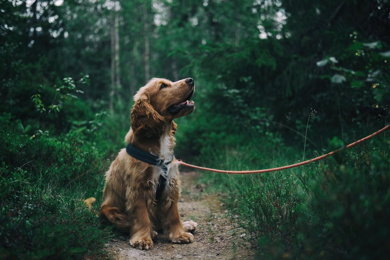 Brain Training Games for Cocker Spaniels: Stimulating Their Intelligence and Energy