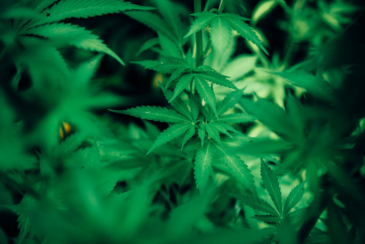 Understanding Cannabis Dependence and Its Impact on Daily Life