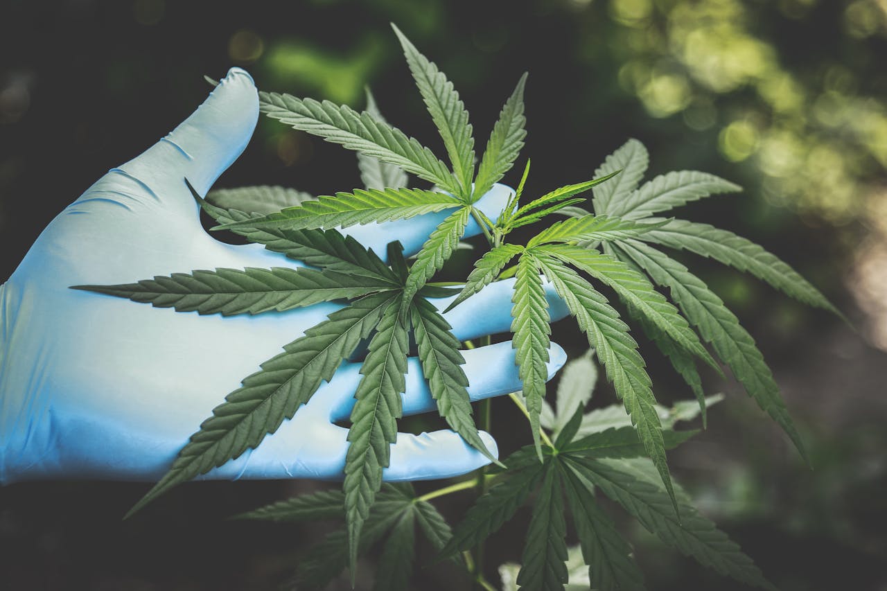 Cannabis Use Disorder: How It Affects Mental Health and Well-Being