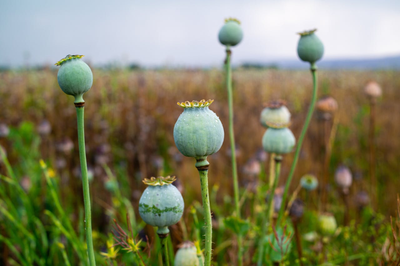 What is Harmful Use of Opioids? Exploring the Effects and Solutions
